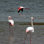 Flamingos (Phoenicopterus ruber)