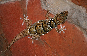 Bibron's Gecko - Hausgecko (Pachydactylus biberonii)