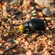 Schwarzkäfer