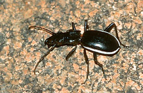Blister Beetle (Anthia sp.)