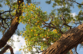 Farm Koiimasis, blühende Akazie