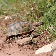 Schildkröte