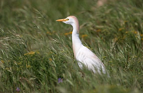 Kuhreiher (Bubulcus ibis)