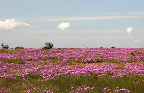 Frühjahrsblüte bei Yzerfontein