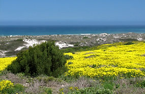 Frühjahrsblüte im West Coast National Park