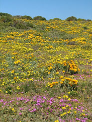 Frühjahrsblüte im West Coast National Park