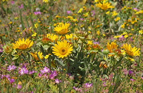 Frühjahrsblüte im West Coast National Park