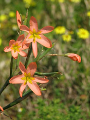 Frühjahrsblüte im West Coast National Park