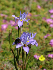 Frühjahrsblüte im West Coast National Park