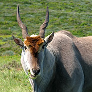 Elenantilope (Tragelaphus oryx)
