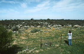 auf dem Weg von Yzerfontein nach Kamieskroon