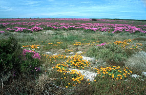 Blüte bei Yzerfontein