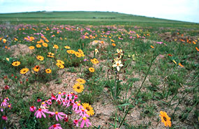 Blüte bei Darling